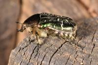 Cetonia aurata