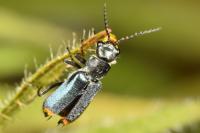 Clanoptilus elegans