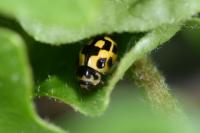 Propylea quatuordecimpunctata