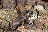 Cidnopus pilosus