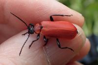 Pyrochroa coccinea