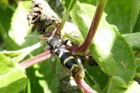 Clytus arietis