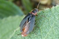 Cantharis rustica