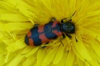 Trichodes apiarius