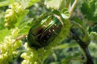 Cetonia aurata