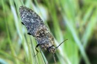 Agrypnus murinus