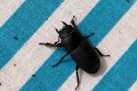 Dorcus parallelipipedus