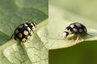 Coccinula quatuordecimpustulata