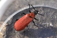 Pyrochroa coccinea