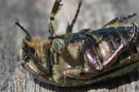 Potosia cuprea