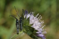 Agapanthia intermedia