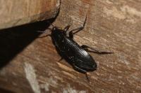 Melandrya caraboides
