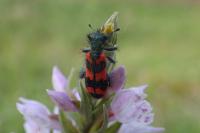 Trichodes alvearius