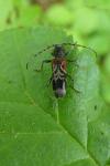 Anaglyptus mysticus