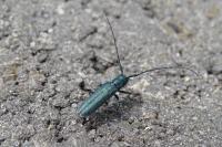 Agapanthia intermedia