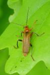 Cantharis livida