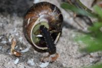 Lampyris noctiluca
