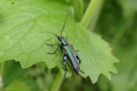 Oedemera nobilis
