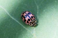 Oenopia conglobata