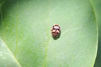 Oenopia conglobata