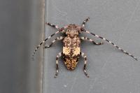 Leiopus linnei