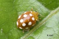 Vibidia duodecimguttata