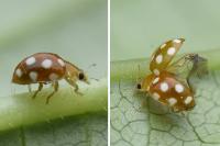 Vibidia duodecimguttata