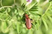Pyrochroa serraticornis