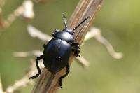 Timarcha tenebricosa