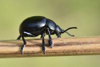 Timarcha tenebricosa