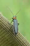 Oedemera croceicollis