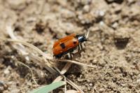 Clytra laeviuscula