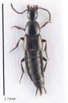 Philonthus carbonarius