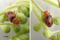 Coccidula scutellata