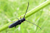 Phytoecia cylindrica