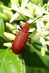 Pyrochroa serraticornis