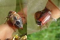 Melolontha melolontha