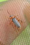 Cantharis lateralis
