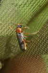 Cantharis lateralis
