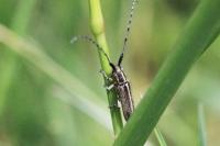 Agapanthia cardui