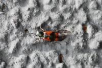 Anthocomus equestris