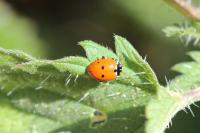 Hippodamia variegata
