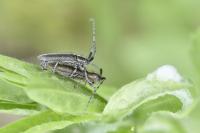 Agapanthia cardui
