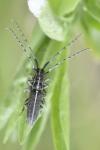 Agapanthia cardui