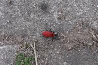 Pyrochroa coccinea