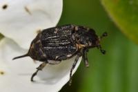 Valgus hemipterus