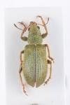 Pachyrhinus lethierryi