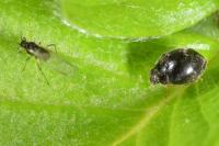 Scymnus rubromaculatus