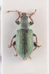 Phyllobius betulinus