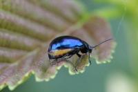 Agelastica alni